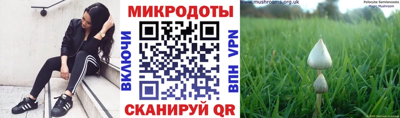 Псилоцибиновые грибы Psilocybine cubensis Верхоянск